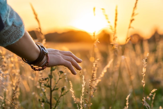 hand raakt grashalmen in licht van lage zon