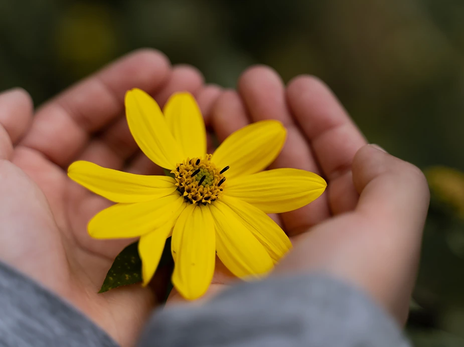 grote gele bloem in twee handen die kommetje vormen